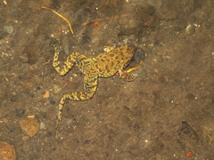 Glandirana rugosa