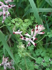 Fumaria bastardii