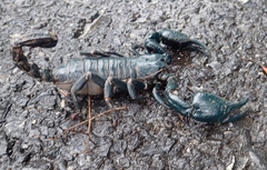 Heterometrus laoticus