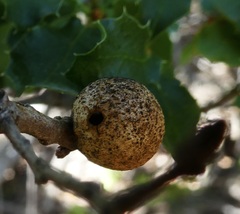 Disholcaspis simulata