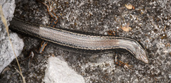 Ctenotus labillardieri