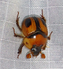 Bolbocerosoma confusum