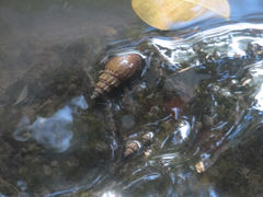 Thiaridae