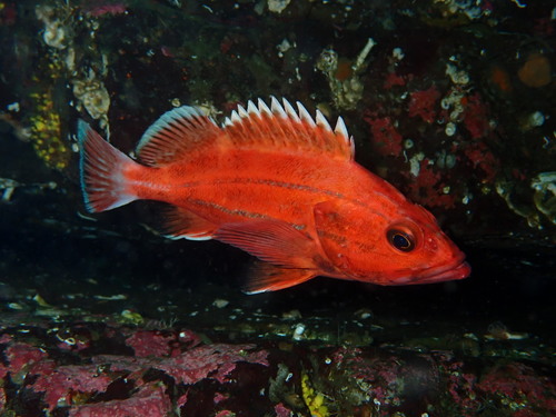 Yelloweye Rockfish