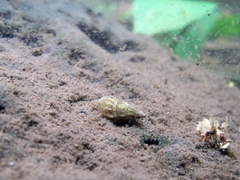 Thiaridae