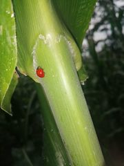 Cycloneda emarginata