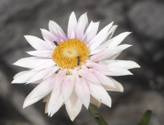 Xerochrysum macranthum