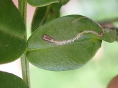 Liriomyza clianthi