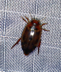 Coptotomus