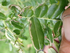 Liriomyza clianthi