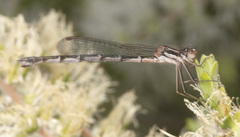 Austrolestes aleison