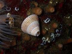 Calliostoma variegatum