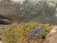 Lobelia erinus
