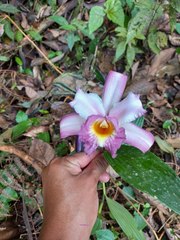Sobralia ecuadorana