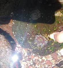 Bunodosoma californica