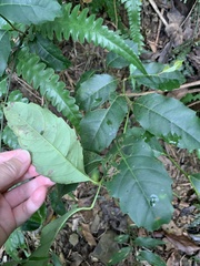 Iteaceae