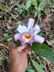 Sobralia ecuadorana