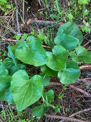 Asarum