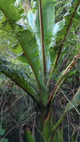 Image of Ensete ventricosum by no rights reserved