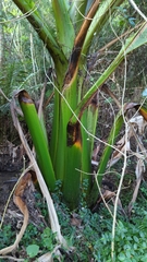 Ensete