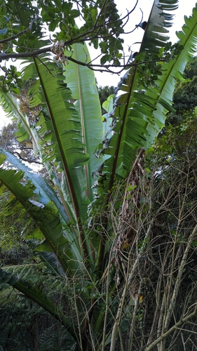 Image of Ensete ventricosum by no rights reserved