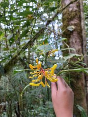 Palicourea anderssoniana