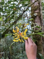 Palicourea anderssoniana