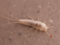 Ctenolepisma calvum