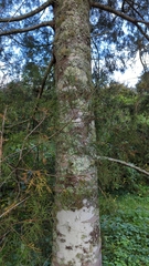 Dacrycarpus dacrydioides