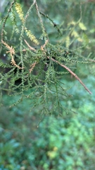Dacrycarpus dacrydioides