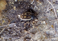 Pilobalia decorata