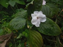 Impatiens walleriana