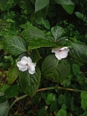 Impatiens walleriana