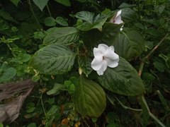Impatiens walleriana