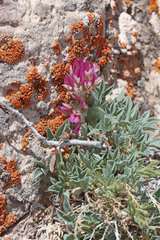 Trifolium friscanum