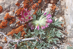 Trifolium friscanum