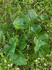 Asarum
