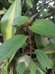 Miconia subcrustulata