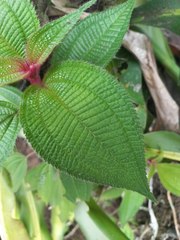 Miconia subcrustulata
