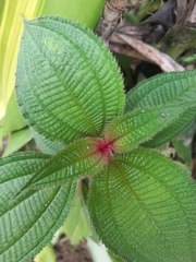 Miconia subcrustulata