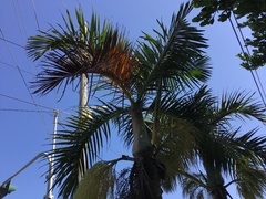 Areca