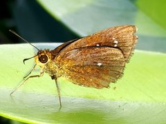 Iambrix salsala salsala