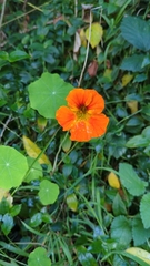 Tropaeolum majus