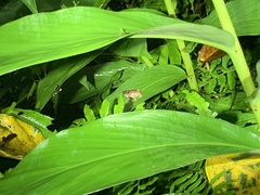 Kurixalus idiootocus