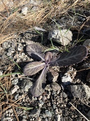 Caulanthus amplexicaulis