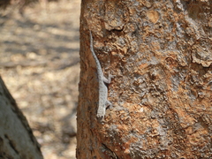 Lygodactylus chobiensis