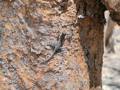 Lygodactylus chobiensis