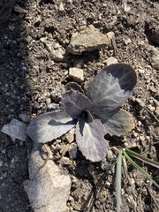 Caulanthus amplexicaulis