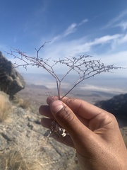 Eriogonum deflexum deflexum