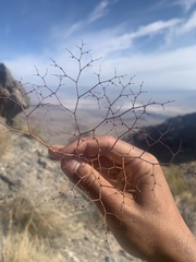 Eriogonum deflexum deflexum